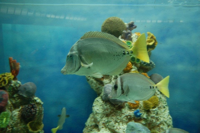 Peces exoticos